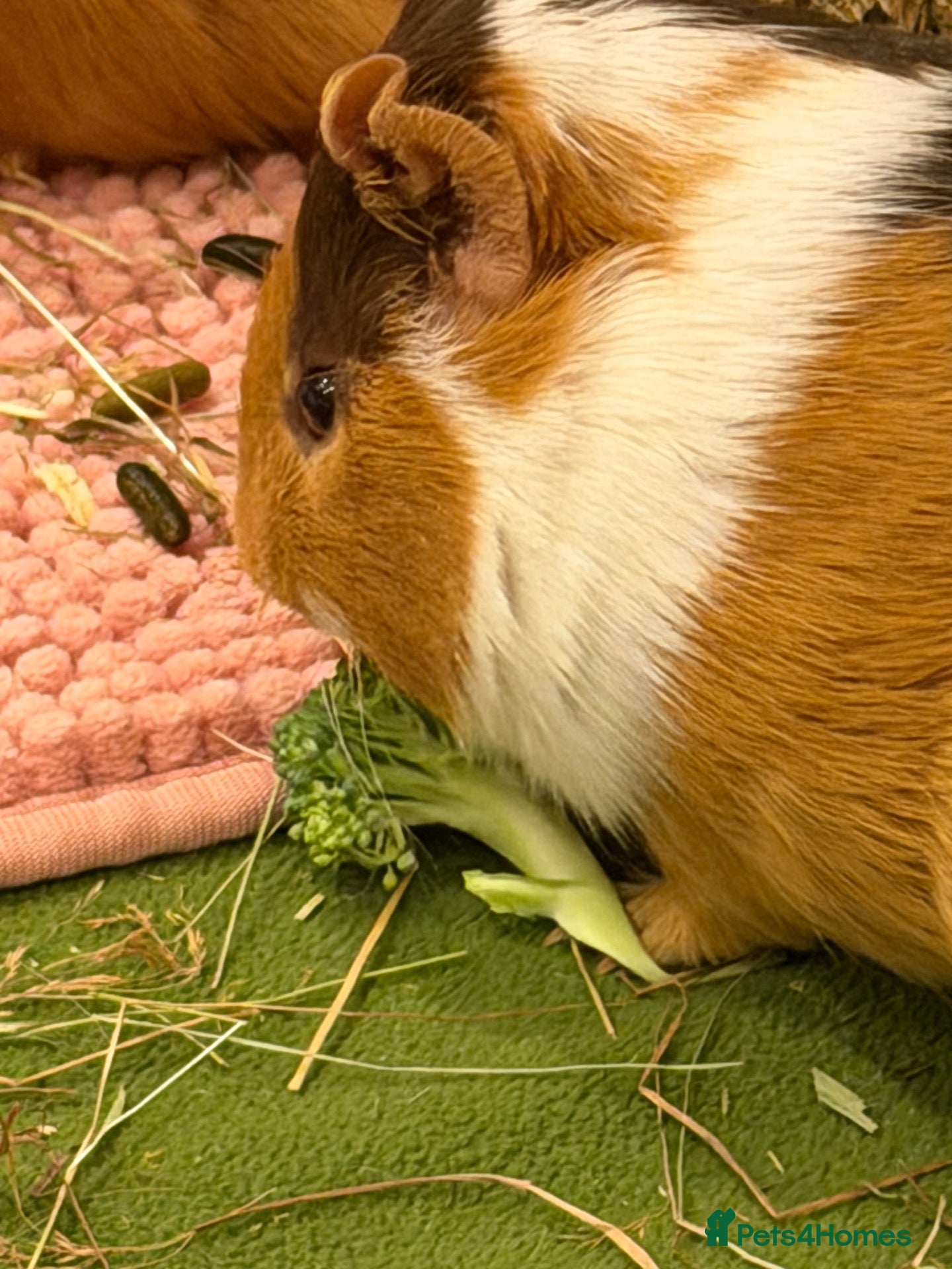 Guinea Pig rodents Two Lovely Male Guinea Pigs Seeking a Loving Home  - Advert 2