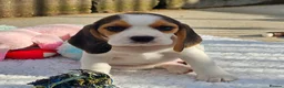 Beagle dogs for sale: Stunning Litter of KC Registered Beagle Pups  in Thirsk - Advert 8