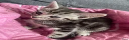 Mixed Breed cats for sale: Ready now stunning kittens  in Gravesend - Advert 8