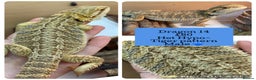 Bearded Dragon reptiles for sale: Baby Hypo Bearded Dragons - Advert 14
