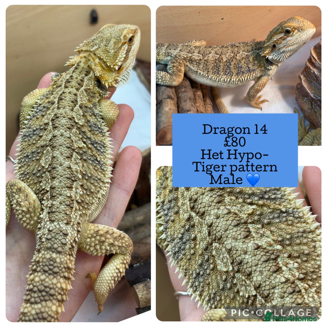 Bearded Dragon reptiles for sale: Baby Hypo Bearded Dragons - Advert 14