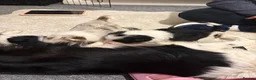 Border Collie dogs for sale:  Long coated pure bred collie puppies blue merles  - Advert 4