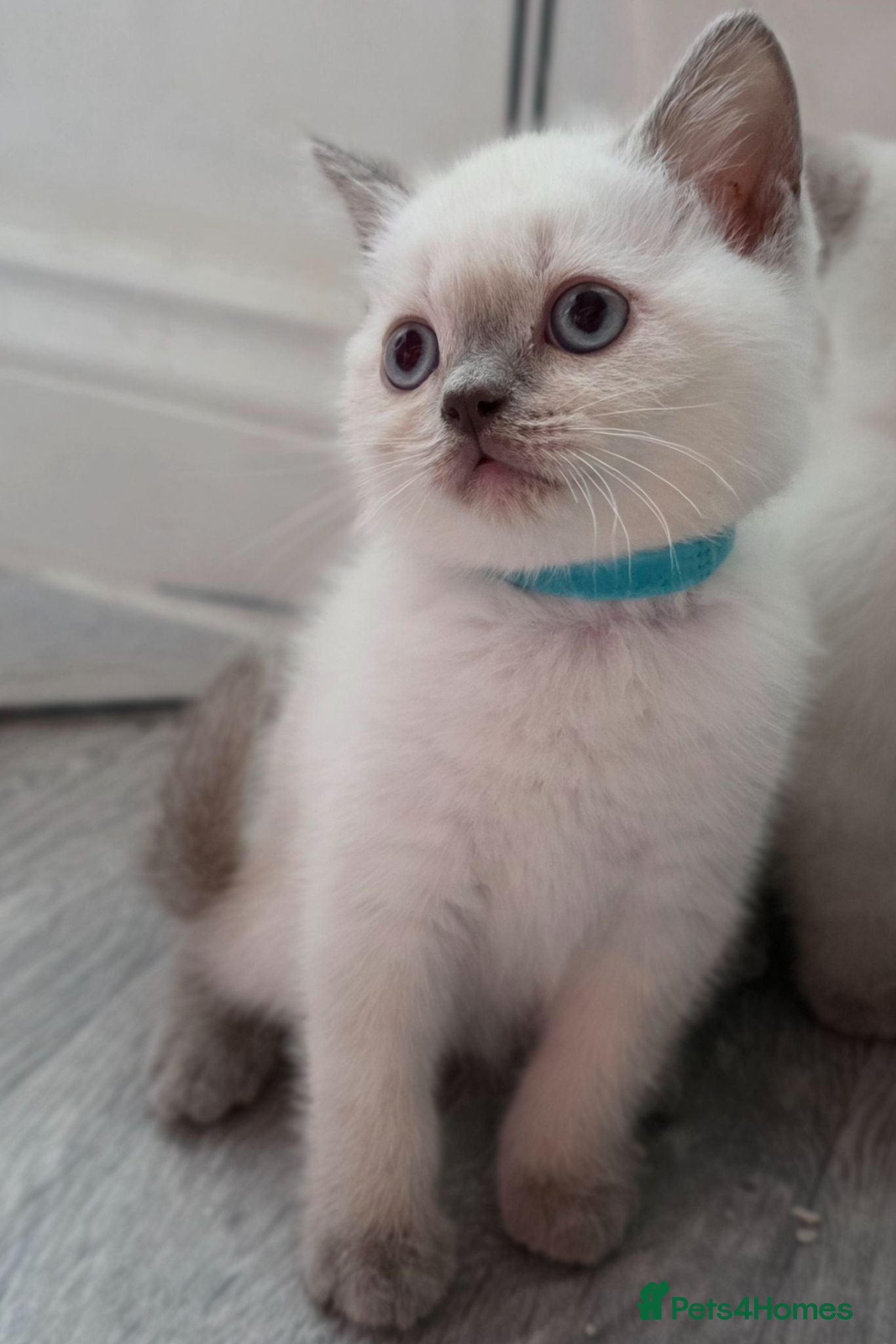 British Shorthair cats Stunning Blue Eyed BSH Male Available Now - Advert 2