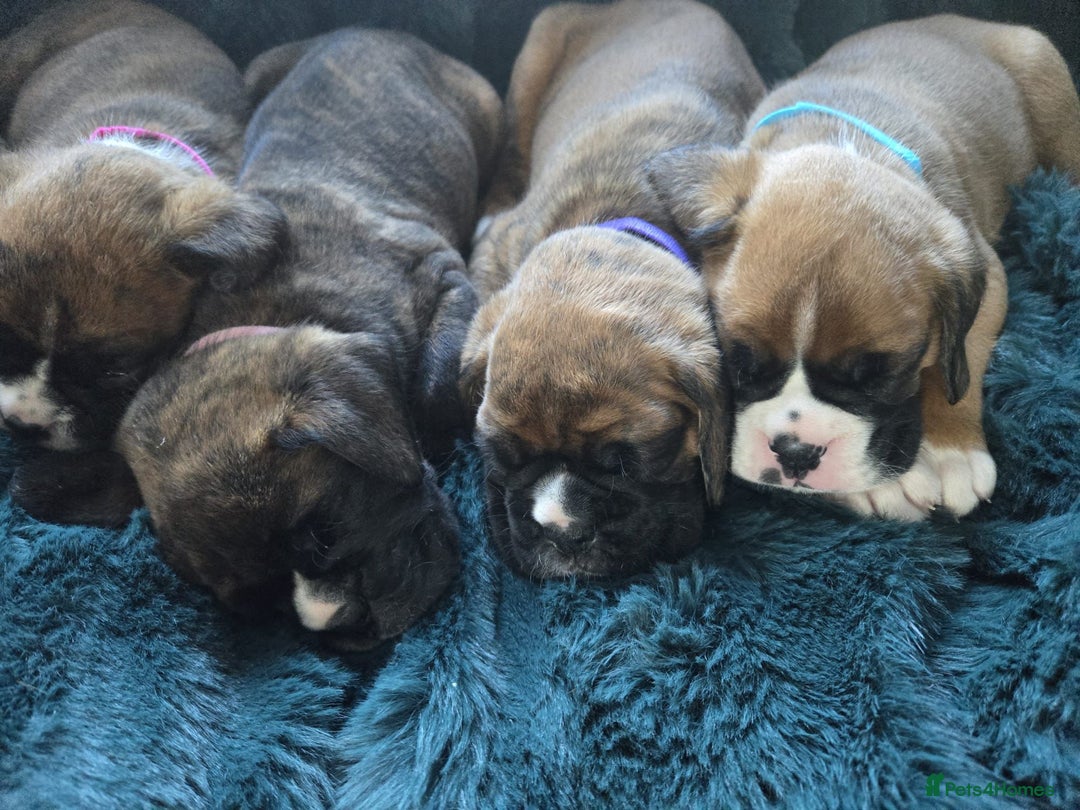 Boxer dogs for sale: KC PEDIGREE BOXER PUPPIES  - Image 12