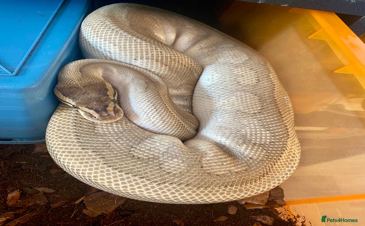 Python Snake reptiles - Advert 5