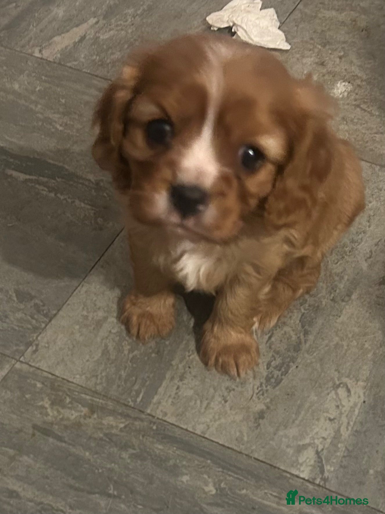 Cavalier King Charles Spaniel dogs Beautiful Cavalier King Charles Spaniel Puppies  - Advert 3