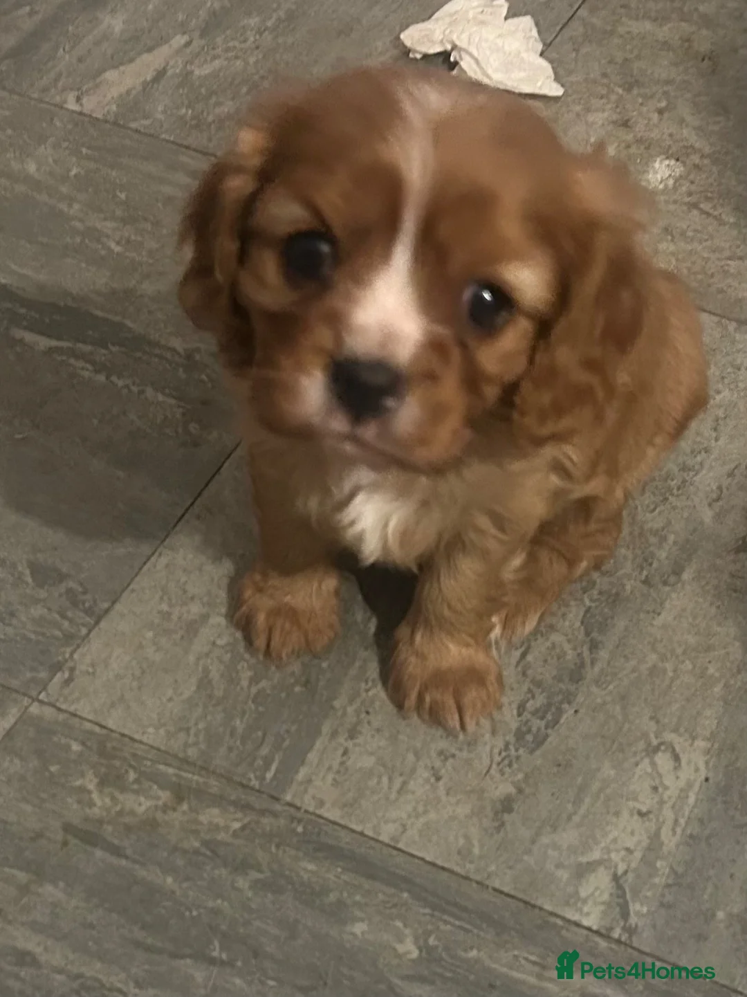 Cavalier King Charles Spaniel dogs for sale: Beautiful Cavalier King Charles Spaniel Puppies  - Advert 1