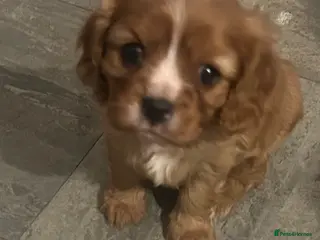 Cavalier King Charles Spaniel dogs Beautiful Cavalier King Charles Spaniel Puppies - Advert 4