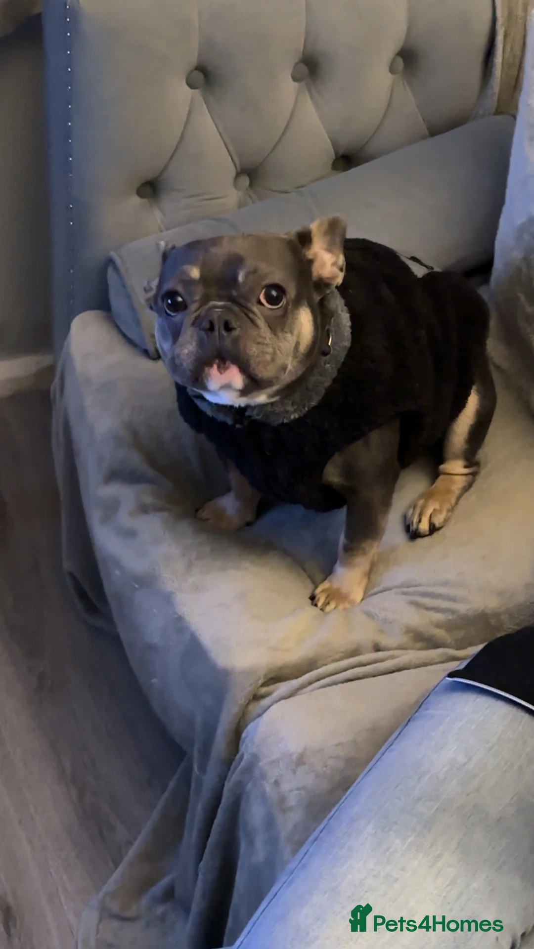 French Bulldog dogs for sale: 3 year old French bulldog  in Worcester - Advert 2