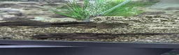 Plecos fish for sale: 160L Aquarium Full Setup with Fish & Filter in Lutterworth - Advert 10