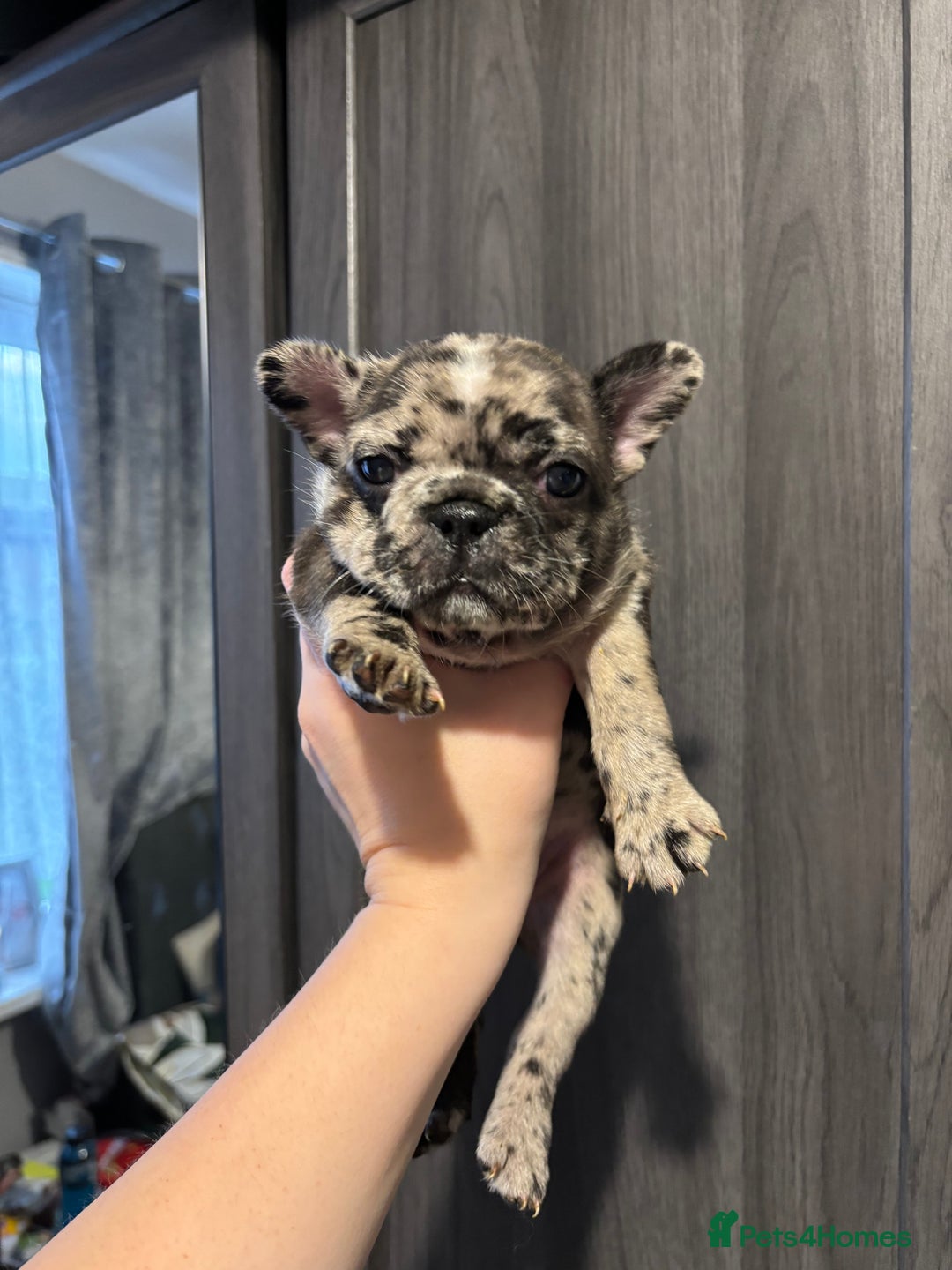 French Bulldog dogs for sale: French bulldog puppies  - Image 16
