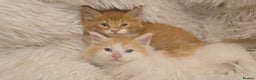 Maine Coon cats for sale: Rare red and white bicolor lMaincoon ready now  - Advert 26