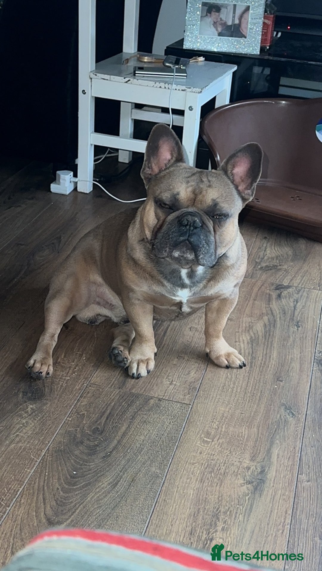 French Bulldog dogs for stud: Tan Male - Advert 5