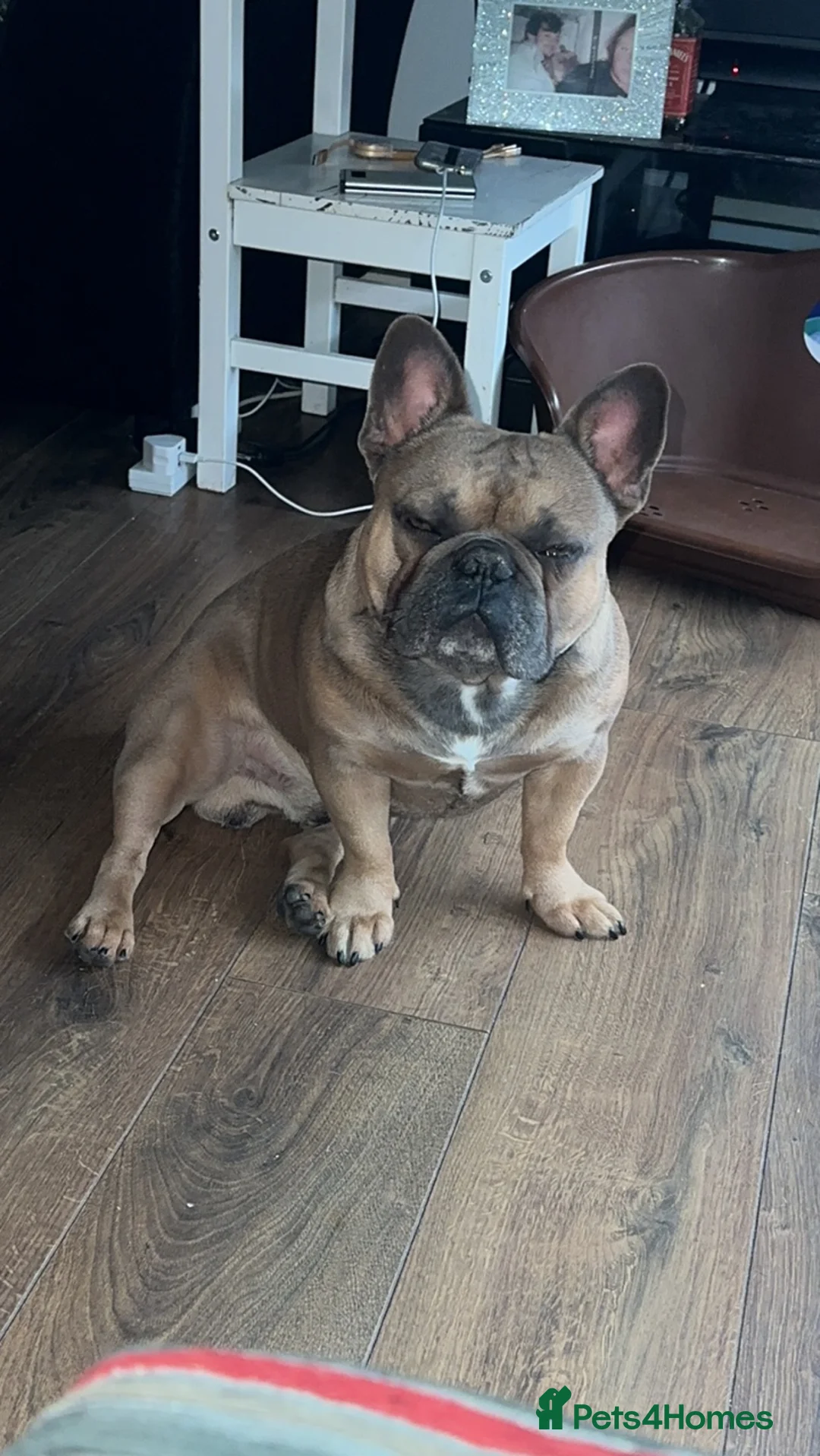 French Bulldog dogs for stud: Tan Male - Advert 5