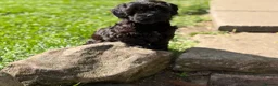 Mixed Breed dogs for sale: Gorgeous zuchon x toy poodle ready now - Advert 4