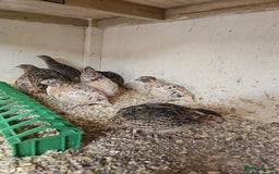 Quail poultry for sale: Male Coturnix Quail growers - Image 1