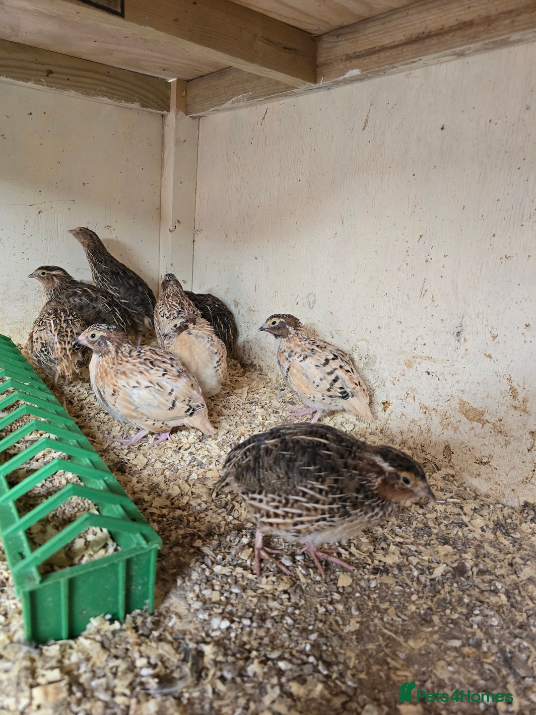 Quail poultry for sale: Male Coturnix Quail growers - Image 1