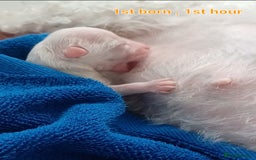 Bichon Frise dogs for sale: GORGEOUS BICHON FRISE❤️ 2 girls 3 boys - Image 14