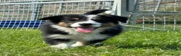Border Collie dogs for sale: Beautiful KC Reg Border Collie puppies  - Advert 7
