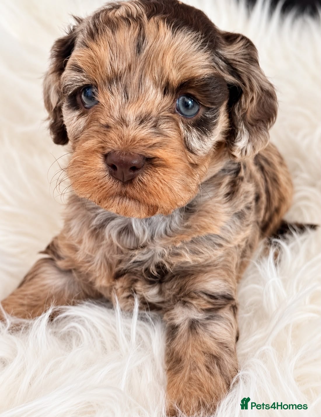 Cavapoo dogs ⭐️LAST PUPPY AVAILABLE ⭐️ - Advert 1