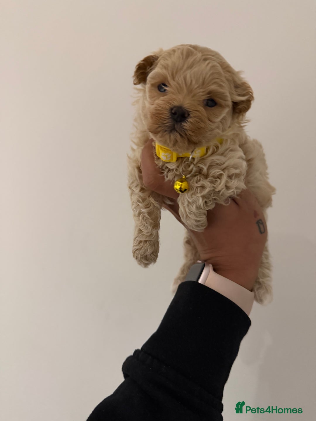 Maltipoo dogs for sale: Small Maltipoo puppy’s - Advert 10
