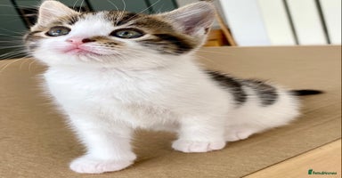 Mixed Breed cats - Advert 10