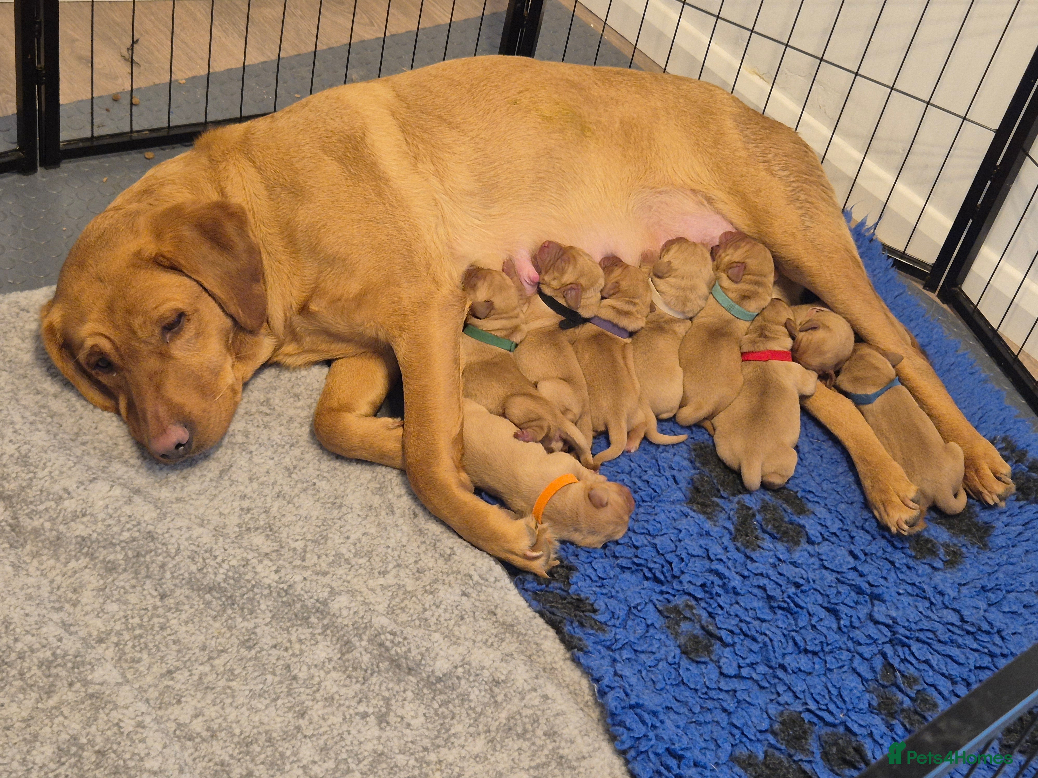 Labrador Retriever dogs KC Red fox labradores - Advert 1