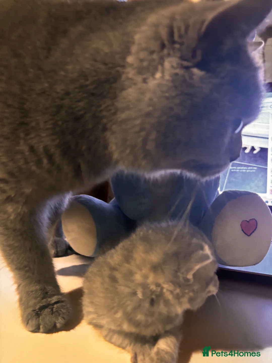 British Shorthair cats for sale: British shorthair tabby’s  - Advert 1