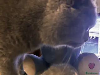 British Shorthair cats British shorthair tabby’s - Advert 1