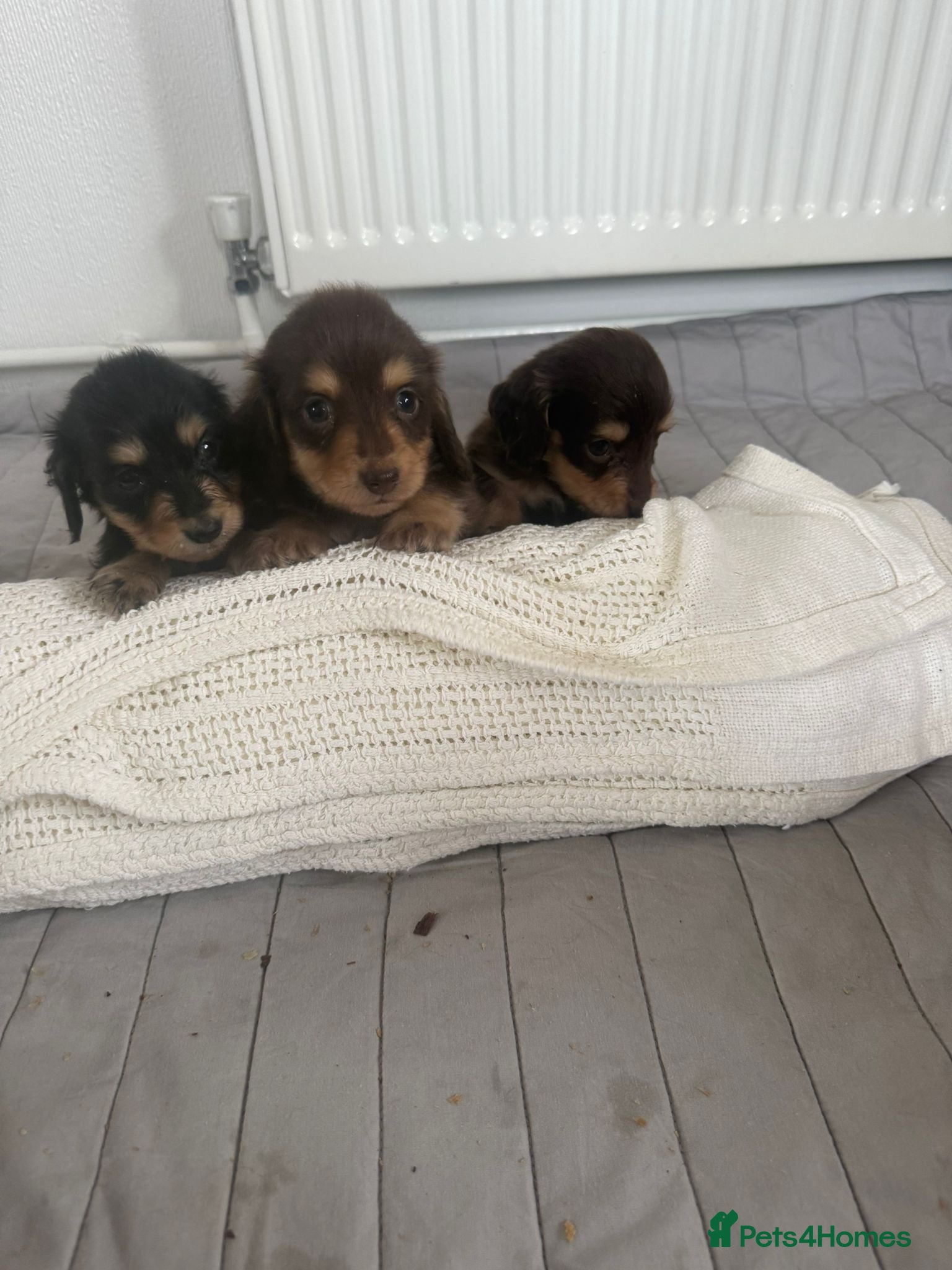 Miniature Dachshund dogs minature long haired dachshund puppies available  - Advert 1