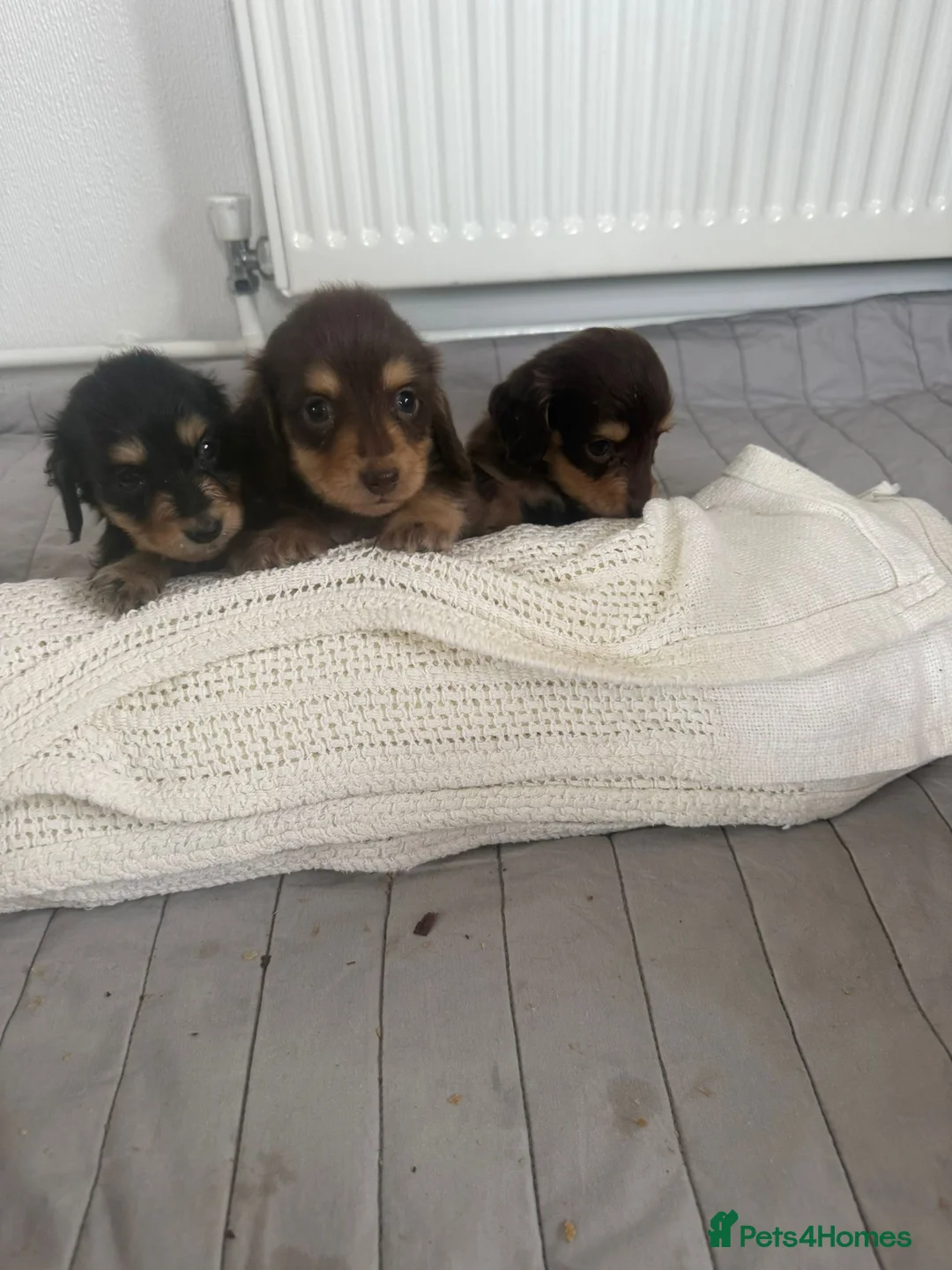 Miniature Dachshund dogs for sale: minature long haired dachshund puppies available  - Advert 1