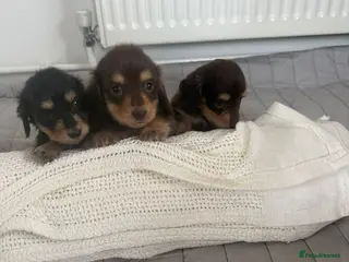 Miniature Dachshund dogs minature long haired dachshund puppies available - Advert 1