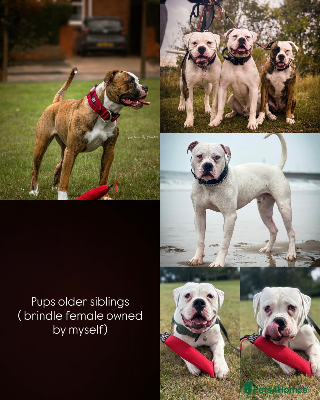 American Bulldog dogs for sale: American bulldog  - Image 6