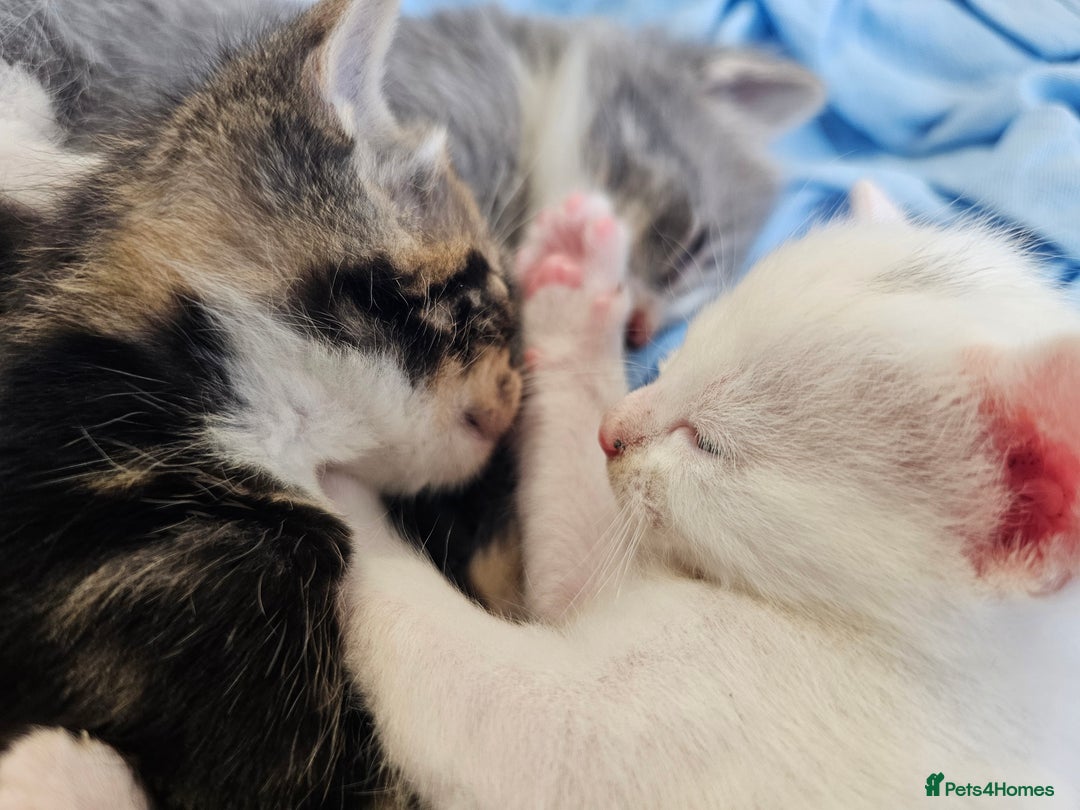 Mixed Breed cats for sale: Kittens Available to Reserve - Image 33