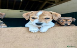 Jack Russell dogs for sale: Jack Russell pups for sale - Image 12