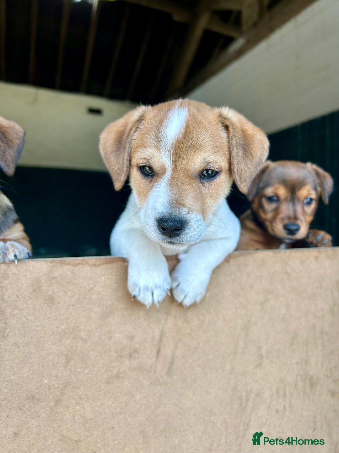 Jack Russell dogs for sale: Jack Russell pups for sale - Image 12