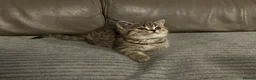 Mixed Breed cats for sale: 5 Beautiful Kittens Ready For Loving Homes - Advert 7