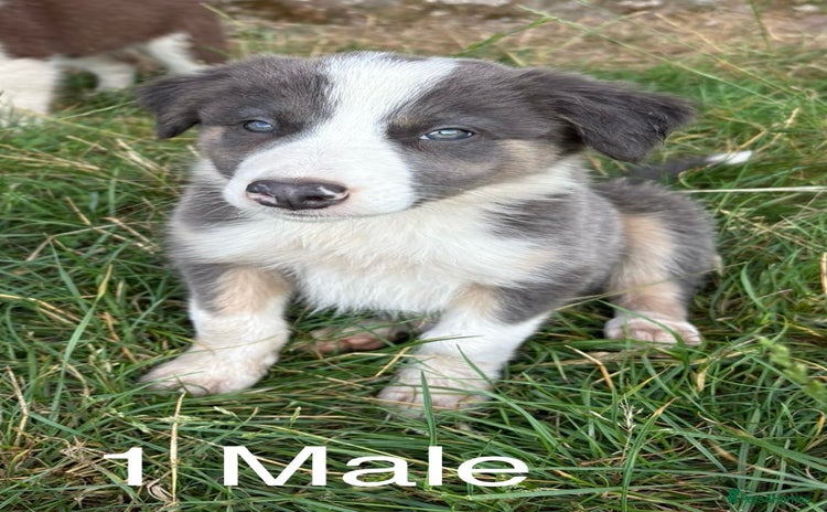 Welsh Collie dogs - Advert 4