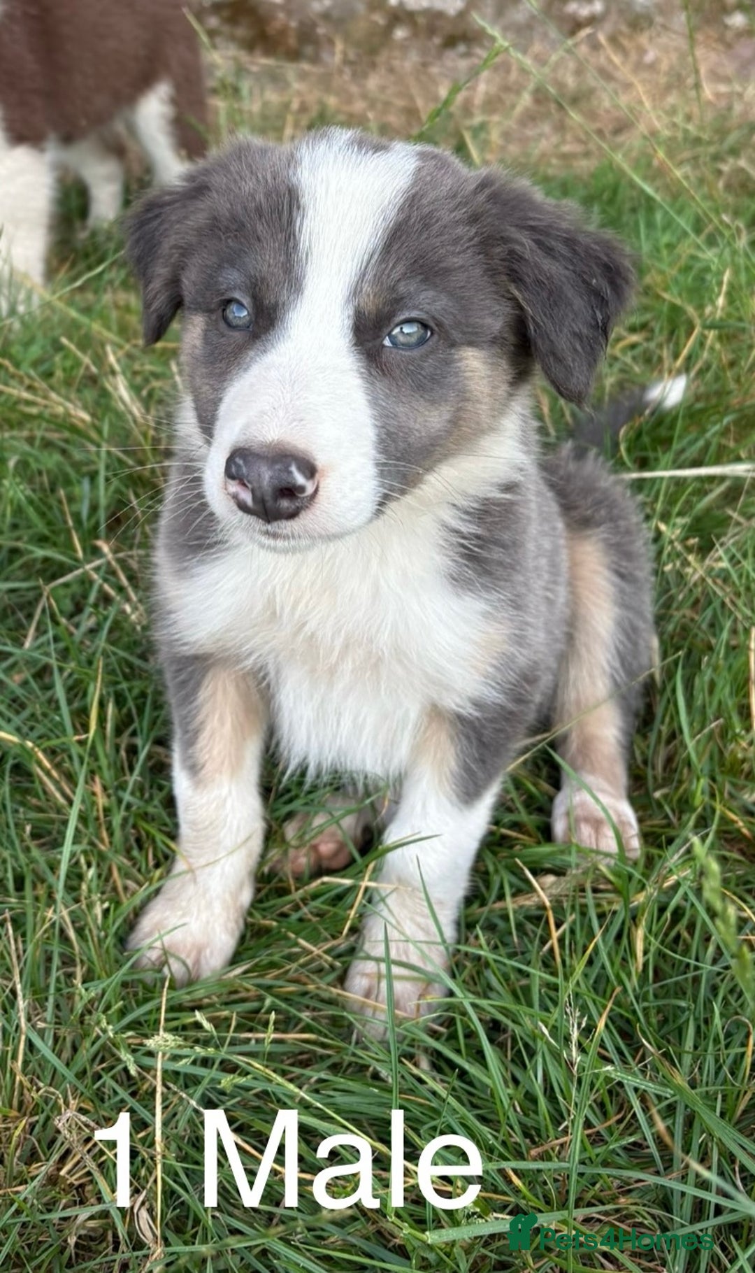 Welsh Collie dogs for sale: Stunning Welsh Border Collie Puppies – Rare Colour - Image 1
