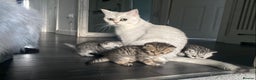 British Shorthair cats for sale: Gorgeous Brown Tabby BSH Kittens - Advert 5