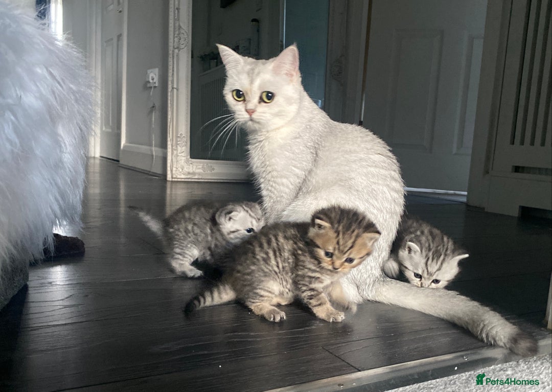 British Shorthair cats for sale: Gorgeous Brown Tabby BSH Kittens - Advert 5