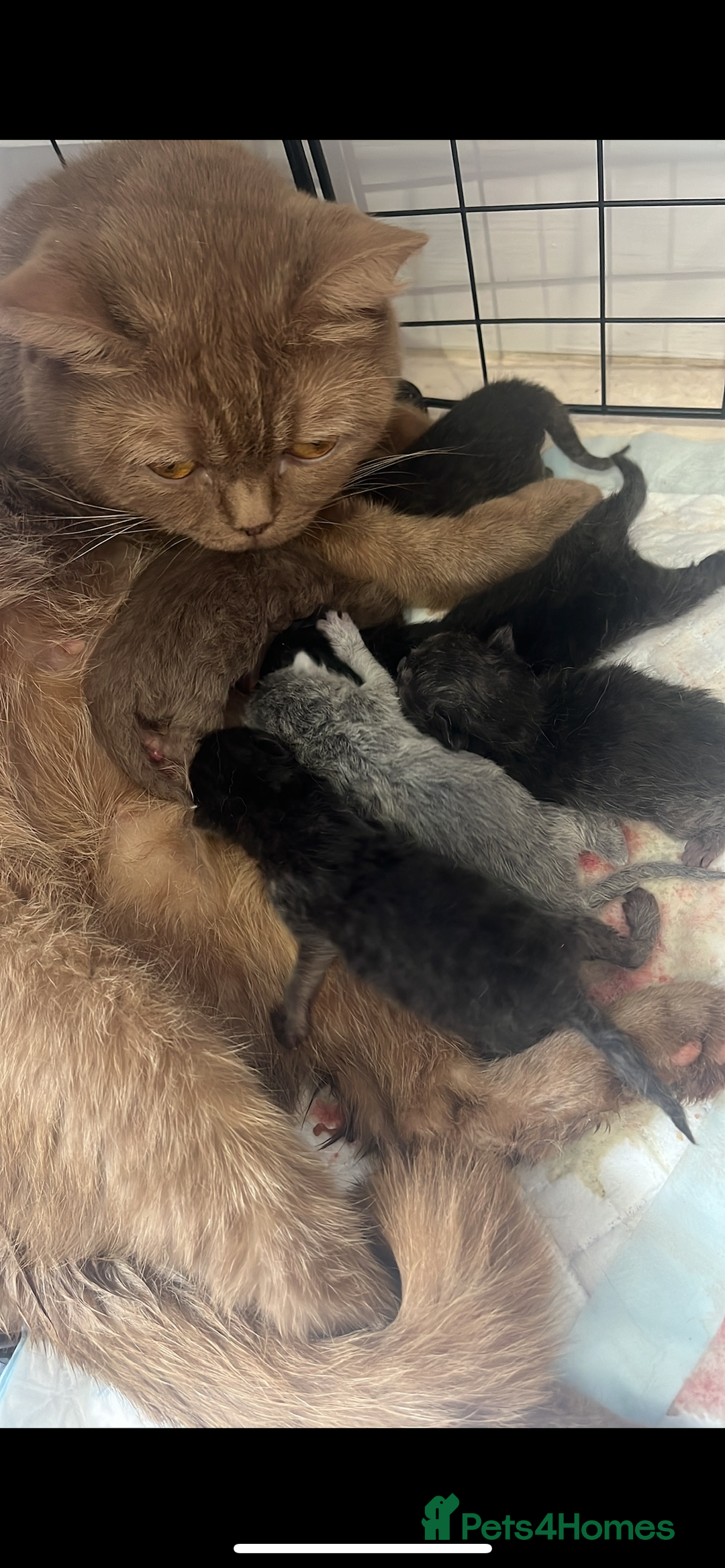 British Shorthair cats for sale: British shorthair boys ready now  - Image 6