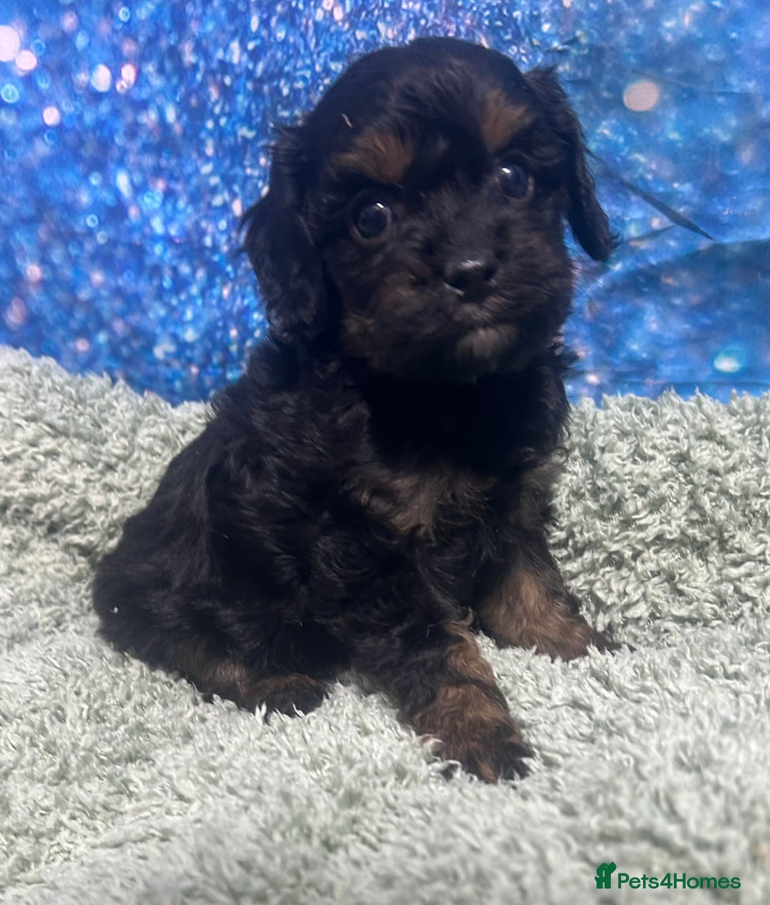 Cavapoo dogs for sale: F1 cavapoo puppies 🐶 🩵💜 - Image 8