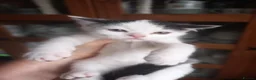 Mixed Breed cats for sale: Persian mix and Persian kittens in London - Advert 11