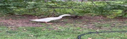 Ducks poultry for sale: 3 x female runner ducks and coop- good home Only in Bridgwater - Advert 5