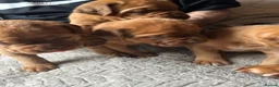 Dogue De Bordeaux dogs for sale: Bordeaux Babies - Advert 5