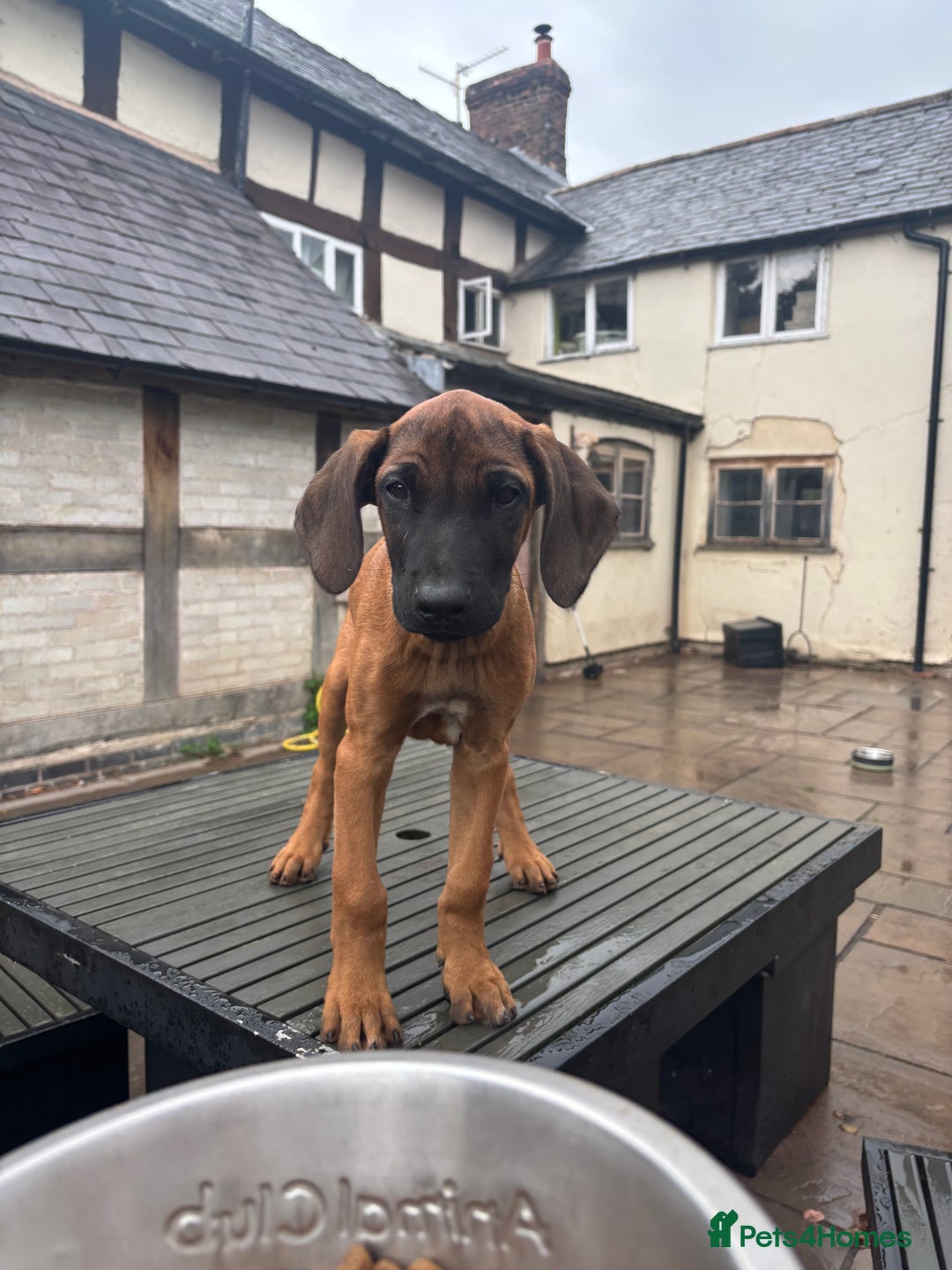 Rhodesian Ridgeback dogs for sale: Kc registered Rhodesian Ridgebacks puppies - Image 12