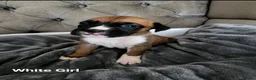 Boxer dogs for sale: 💥 Boxer Puppies 💥 in Manchester - Advert 6