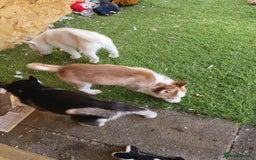Siberian Husky dogs for sale: Siberian husky puppies (ready forever loving home) - Image 19