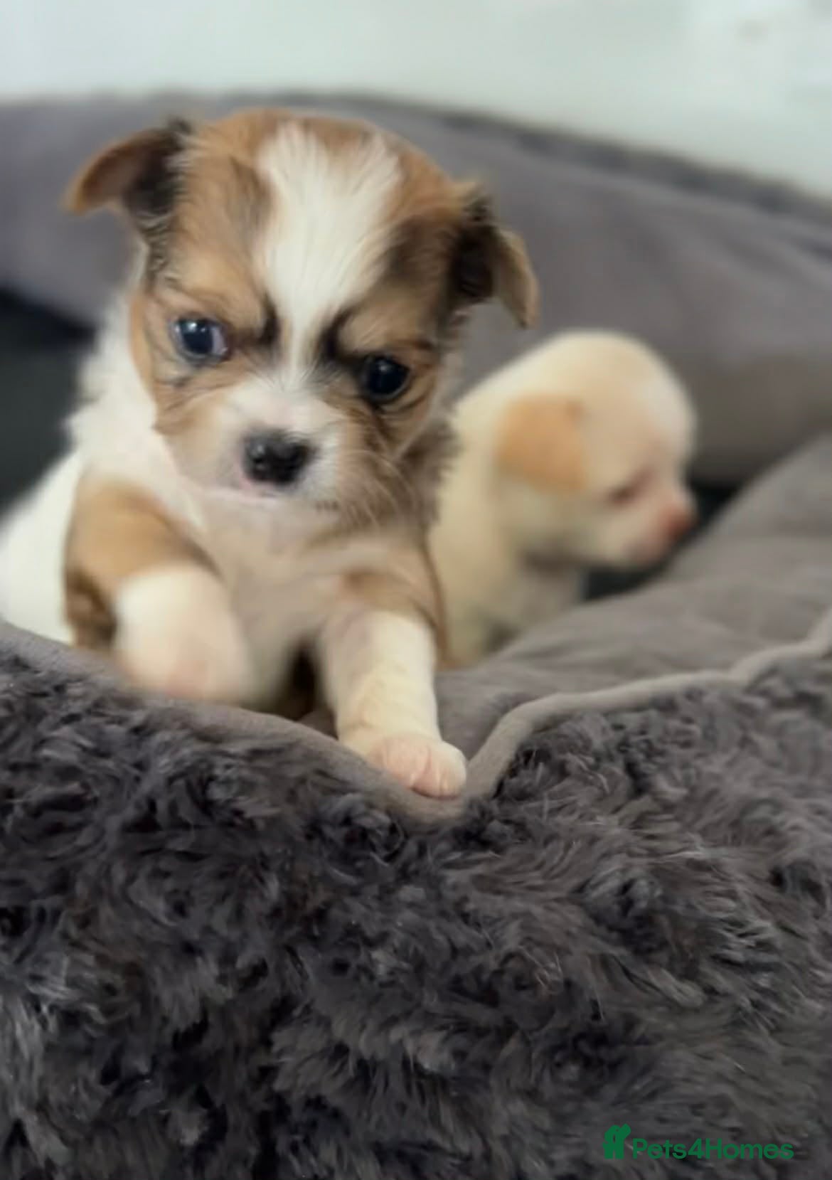 Chihuahua dogs 4 gorgeous chihuahua puppies - Advert 2